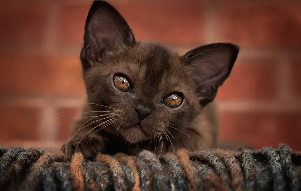 Кошка, взгляд, поза, котенок, мордашка, гремлин, ориентал, ориентальная кошка