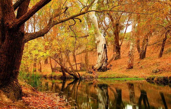 Картинка осень, лес, деревья, природа, река, листва