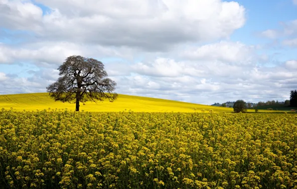 Trees, field, Oregon, nature, flowers, clouds, plants, marigolds