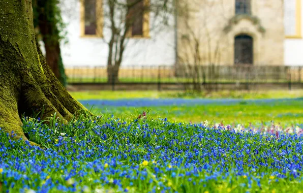 Цветы, замок, поляна, castle, scilla flowers