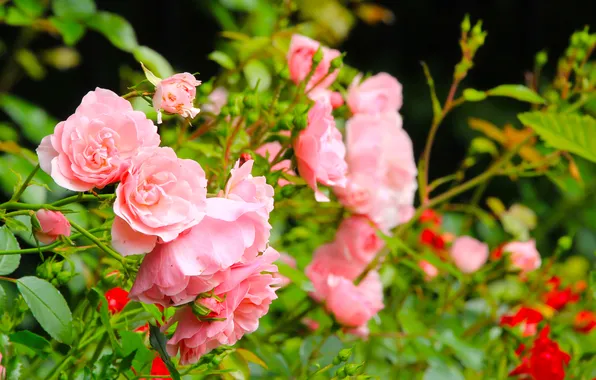 Flower, pink, roses