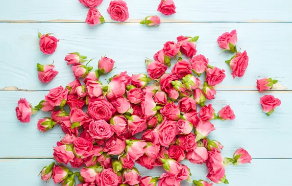 Картинка цветы, розы, розовые, бутоны, wood, pink, flowers, roses