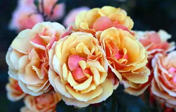 Макро, розы, лепестки