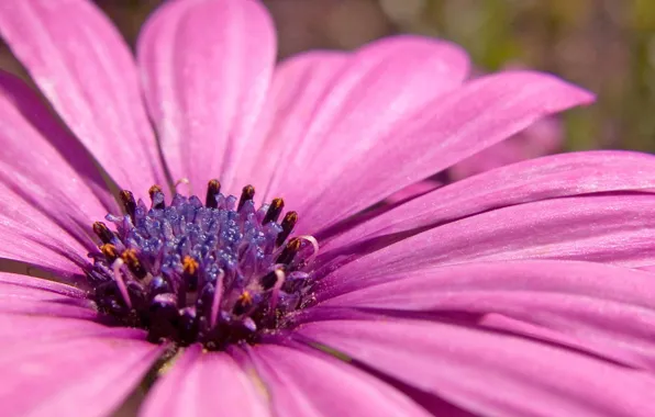 Фиолетовый, пыльца, растение