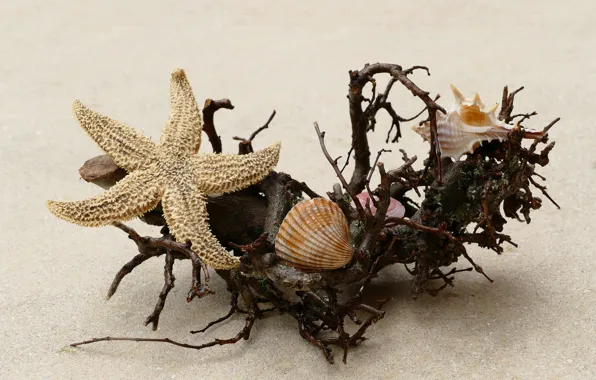 Ракушки, морской, Коряга, Морская звезда