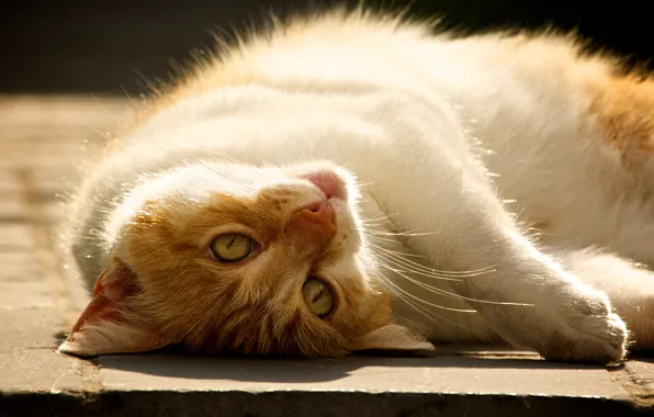 Картинка кошка, отдых, лежит, бело-рыжая