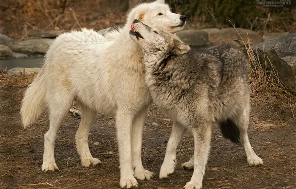 Nature, face, animal, wolf, wildlife, head, fur, mammal