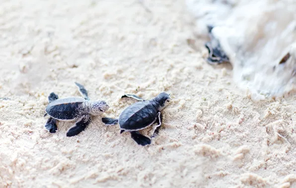 Turtles, sand, pups