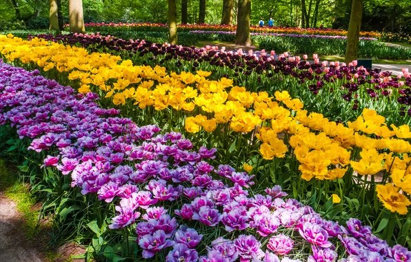 Зелень, свет, деревья, цветы, парк, яркие, весна, желтые