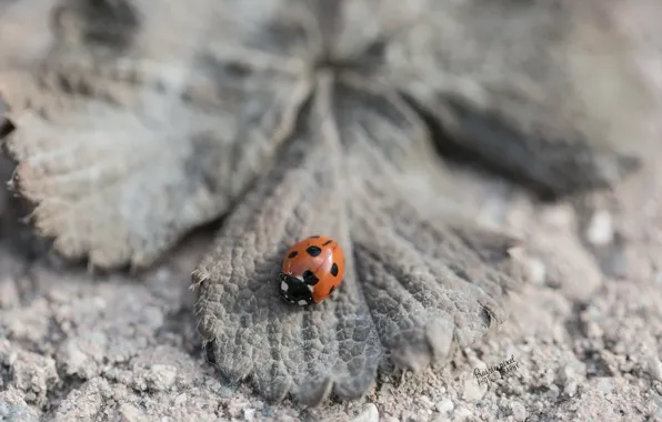 Природа, лист, божья коровка