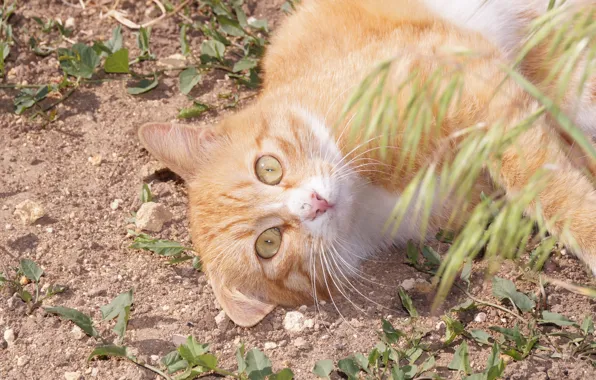 Картинка кошка, солнце, земля