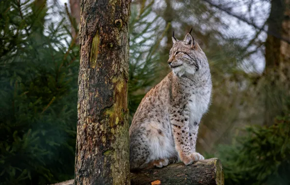 Картинка лес, деревья, бревно, рысь