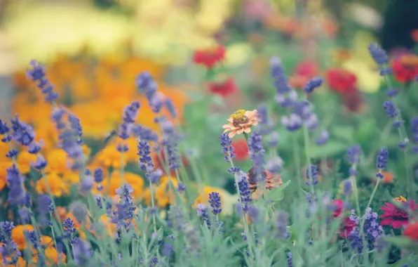 Лето, цветы, размытость