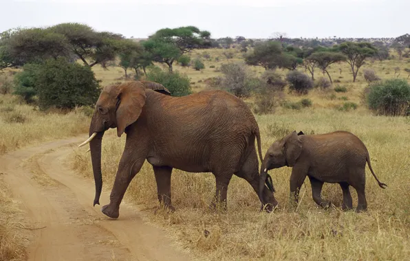 Картинка африка, слоны, слоненок, elephant