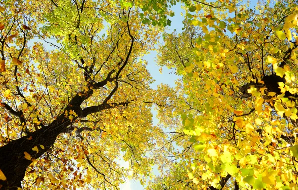 Картинка осень, небо, листья, деревья, ветки, ствол, крона