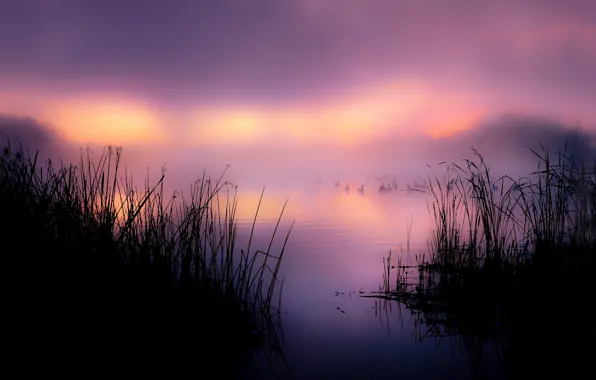 Картинка туман, озеро, утки, утро, камыш