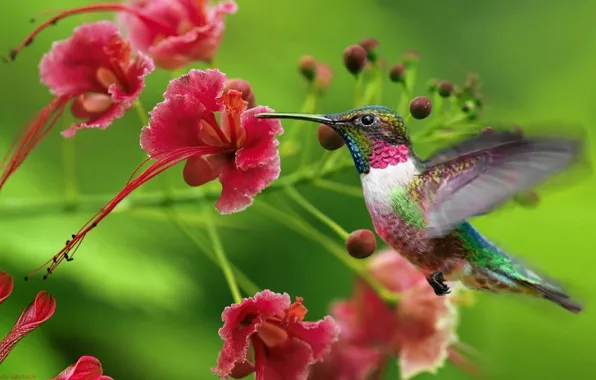 Картинка цветок, природа, птица, красота, колибри, rainbow, птичка, flower