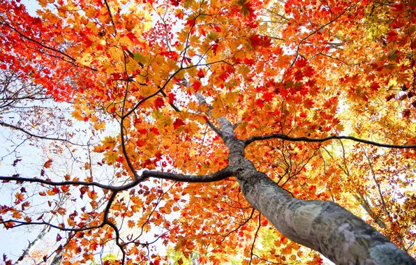 Осень, небо, листья, дерево, ствол, крона