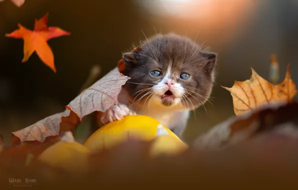 Кошка, листья, котенок
