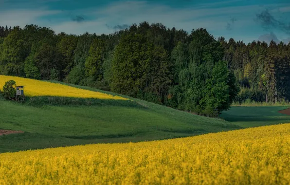 Поле, лес, цветы, холмы, будка, рапс, рапсовое поле