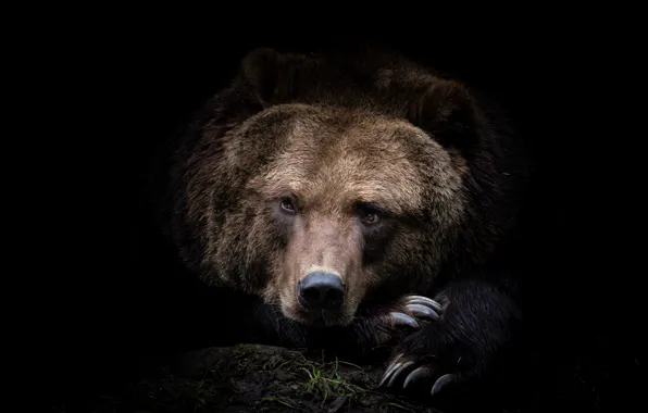 Картинка морда, фото, хищник, медведь