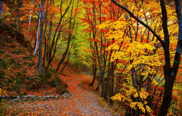 Картинка осень, лес, листья, деревья, forest, Nature, листопад, тропинка