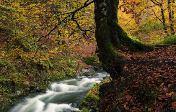 Картинка осень, лес, деревья, ручей, Франция, речка, France, опавшие листья