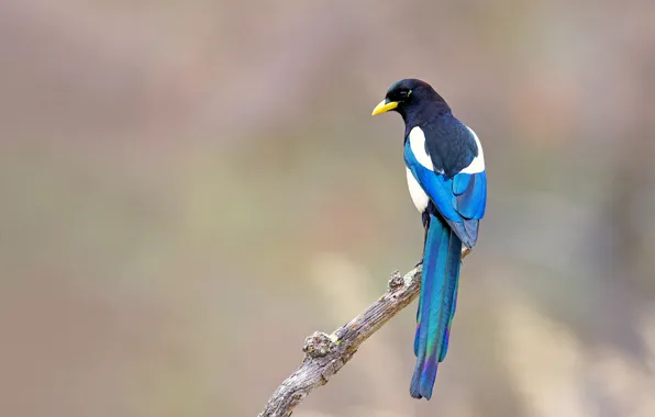 Картинка ветки, птица, дикая природа, сорока