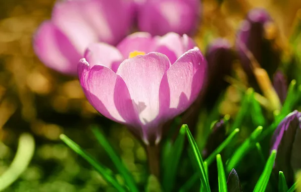 Картинка цветок, трава, макро, свет, розовый, весна, лепестки, первоцвет
