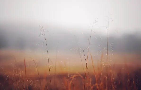 Картинка трава, макро, природа, туман