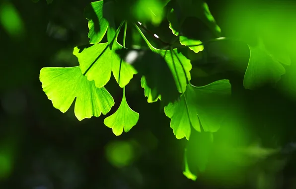 Картинка листья, фон, игра, тени, зелёные, света