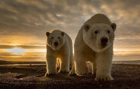 Картинка природа, камни, побережье, хищники, северный полюс, белые медведи