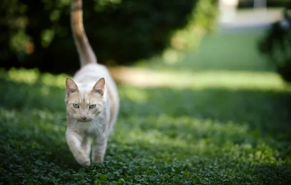 Картинка кошка, трава, фон