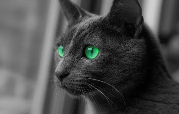 Кот, Шерсть, Kitten