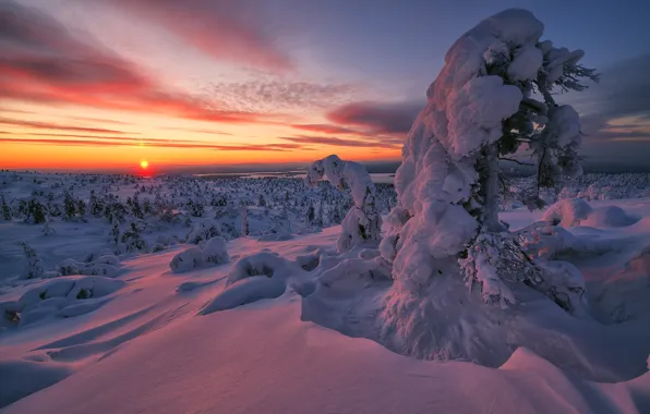 Картинка зима, снег, деревья, закат, сугробы, Россия, Мурманская область
