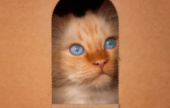 Кошка, кот, взгляд, поза, коробка, портрет, дыра, рыжий