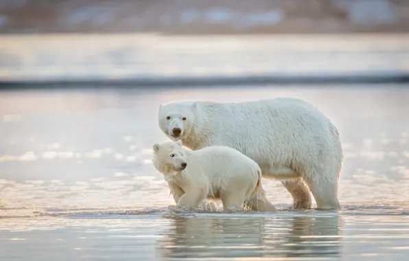 Вода, малыш, медведи, купание, пара, медвежонок, прогулка, белый медведь