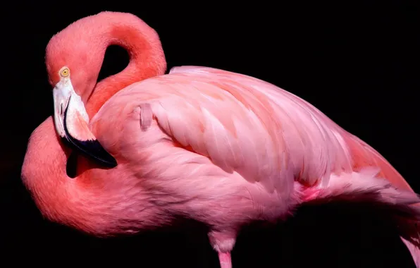 Розовый, птица, клюв, черный фон, фламинго