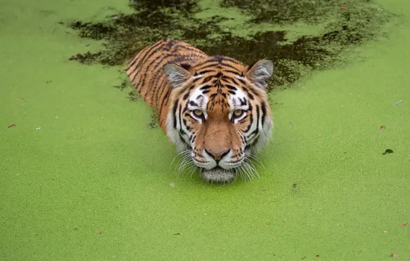 Картинка природа, тигр, зверь