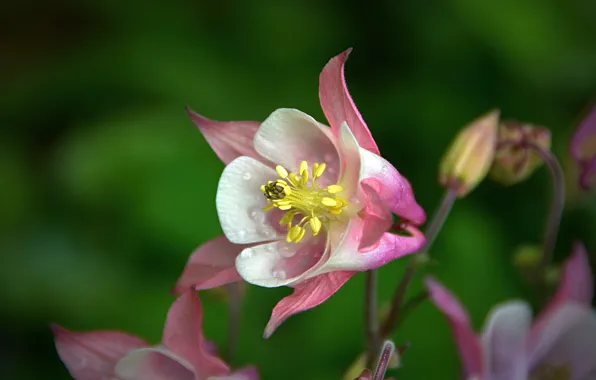 Картинка Макро, Капли, Цветок, Flower, Macro, Drops