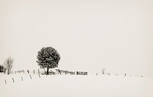 Картинка зима, дерево, минимализм, монотонность