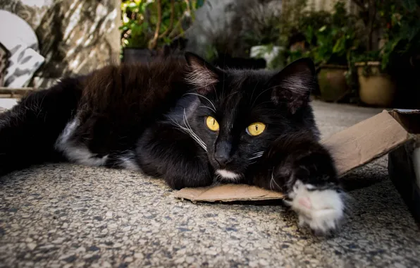 Кошка, кот, черный, сад, лежит