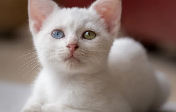 Картинка кошка, белый, взгляд, портрет, котёнок