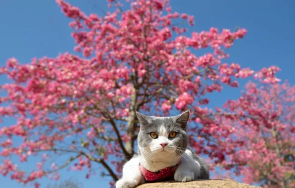 Кошка, небо, кот, взгляд, свет, ветки, красный, поза