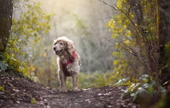 Картинка осень, лес, деревья, туман, настроение, собака, тропинка, боке