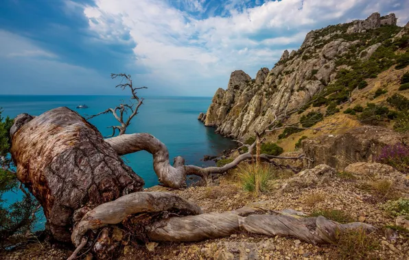 Море, облака, ветки, корни, синева, дерево, скалы, голубое