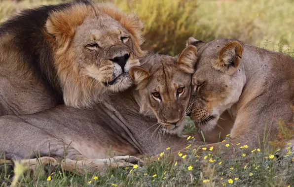 Картинка семья, львы, дикая природа, South Africa
