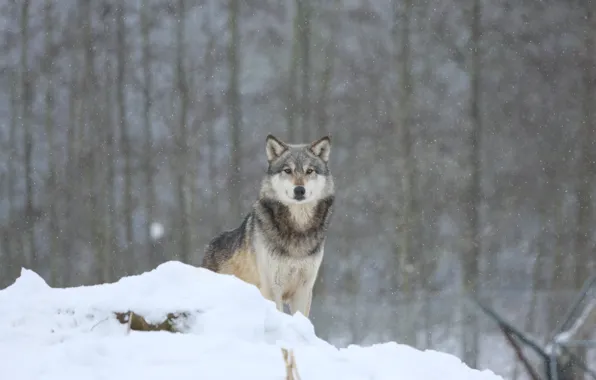 Картинка зима, лес, снег, волк, хищник