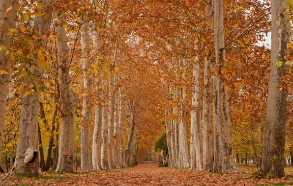 Картинка осень, листья, деревья, парк, аллея, платан