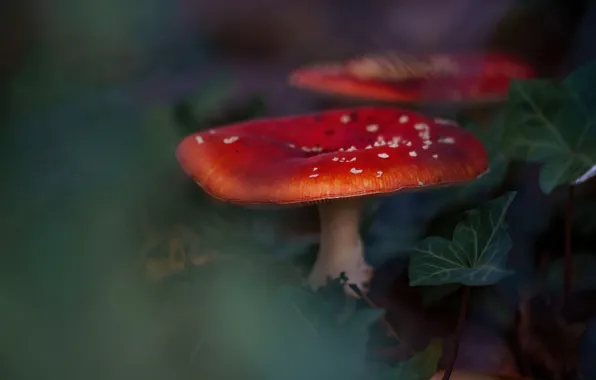 Листья, природа, темный фон, грибы, гриб, мухомор, мухоморы, боке